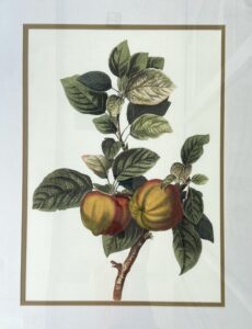 Watercolor of Apples on Branch in Black Frame