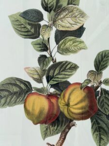 Watercolor of Apples on Branch in Black Frame