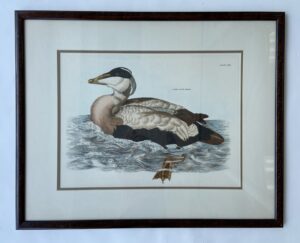 Hand-colored Engraving of Eider Duck by Prideaux John Selby
