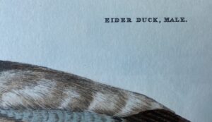 Hand-colored Engraving of Eider Duck by Prideaux John Selby