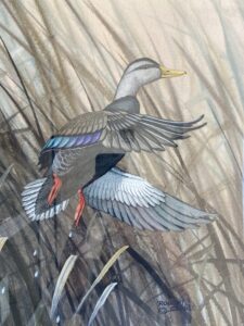 Robert Clontz Duck Watercolor