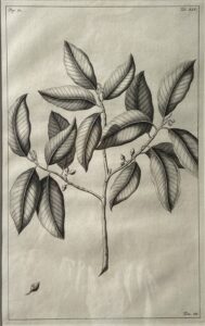 Engraving of East Indies Flora by George Eberhard Rumphius 