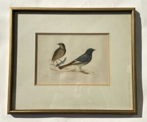 Early Hand-Colored Engraving of Blackstart Birds, from A History of British Birds