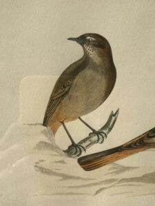 Early Hand-Colored Engraving of Blackstart Birds, from A History of British Birds 