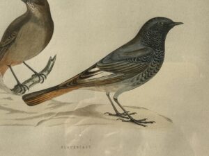 Early Hand-Colored Engraving of Blackstart Birds, from A History of British Birds 