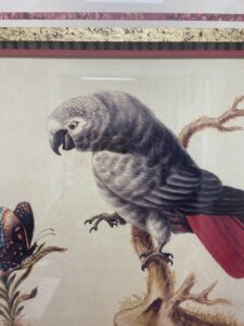 Set of 4 Giclees of Sarah Stone's 18th Century Illustrations
