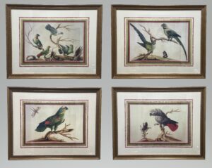 Set of 4 Giclees of Sarah Stone's 18th Century Illustrations