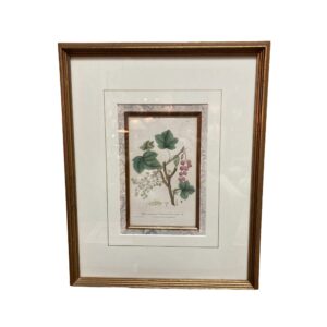 Beautifully Framed Hand Colored Etching Red Currant