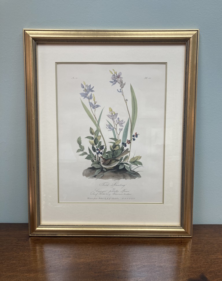 Audubon Hand Colored Lithograph of Field Bunting Audubon Hand Colored Lithograph of Field Bunting
