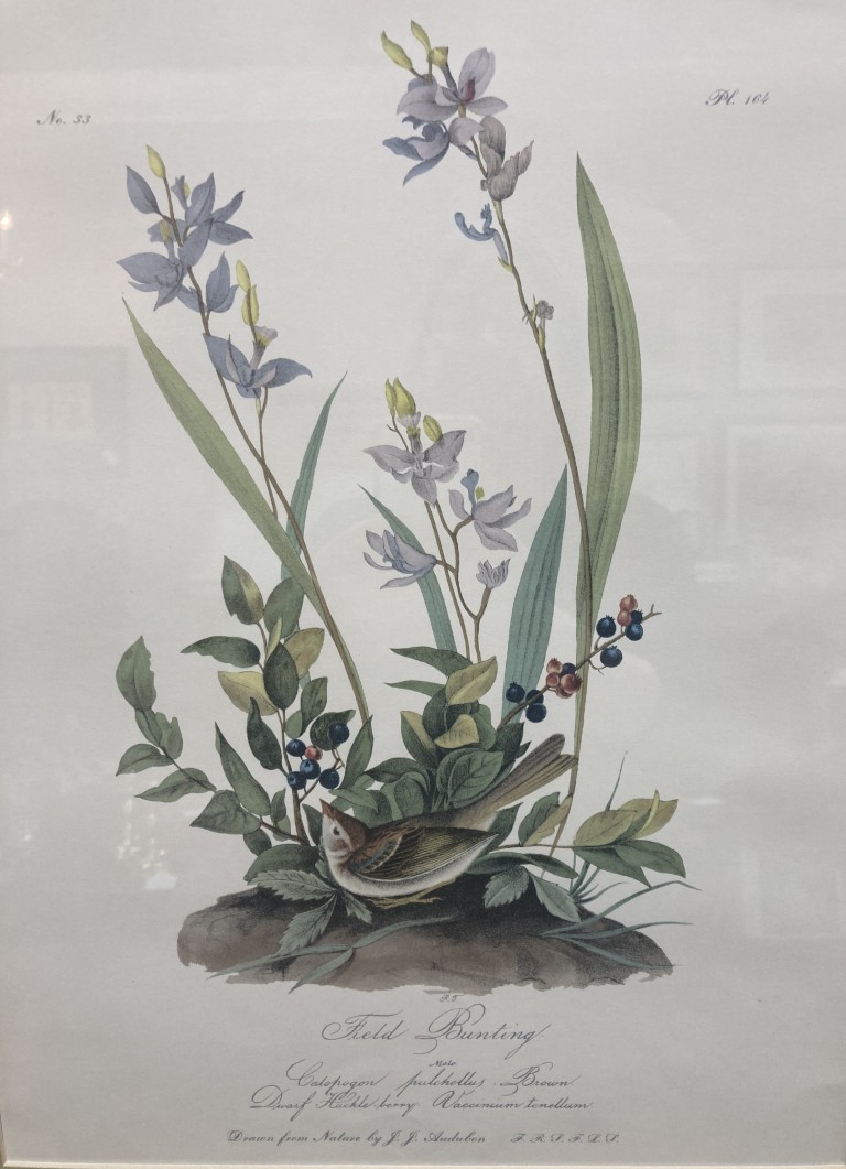 Audubon Hand Colored Lithograph of Field Bunting Audubon Hand Colored Lithograph of Field Bunting