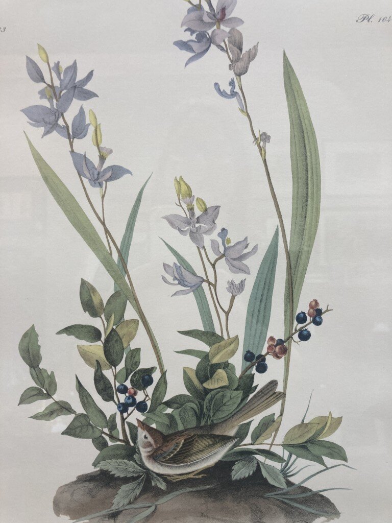 Audubon Hand Colored Lithograph of Field Bunting Audubon Hand Colored Lithograph of Field Bunting