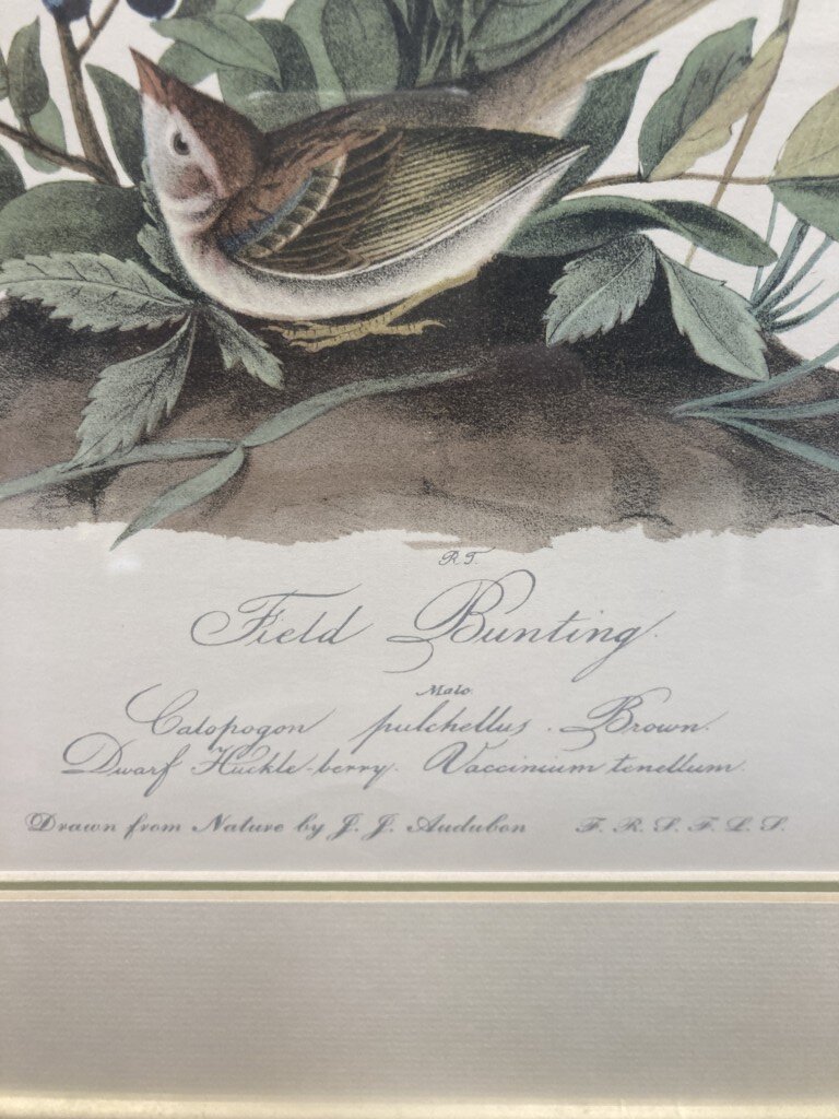 Audubon Hand Colored Lithograph of Field Bunting Audubon Hand Colored Lithograph of Field Bunting