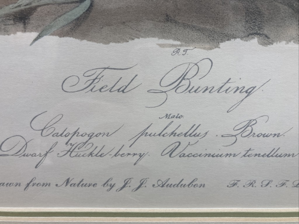 Audubon Hand Colored Lithograph of Field Bunting Audubon Hand Colored Lithograph of Field Bunting