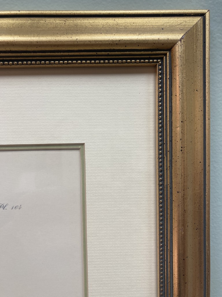 Audubon Hand Colored Lithograph of Field Bunting Audubon Hand Colored Lithograph of Field Bunting