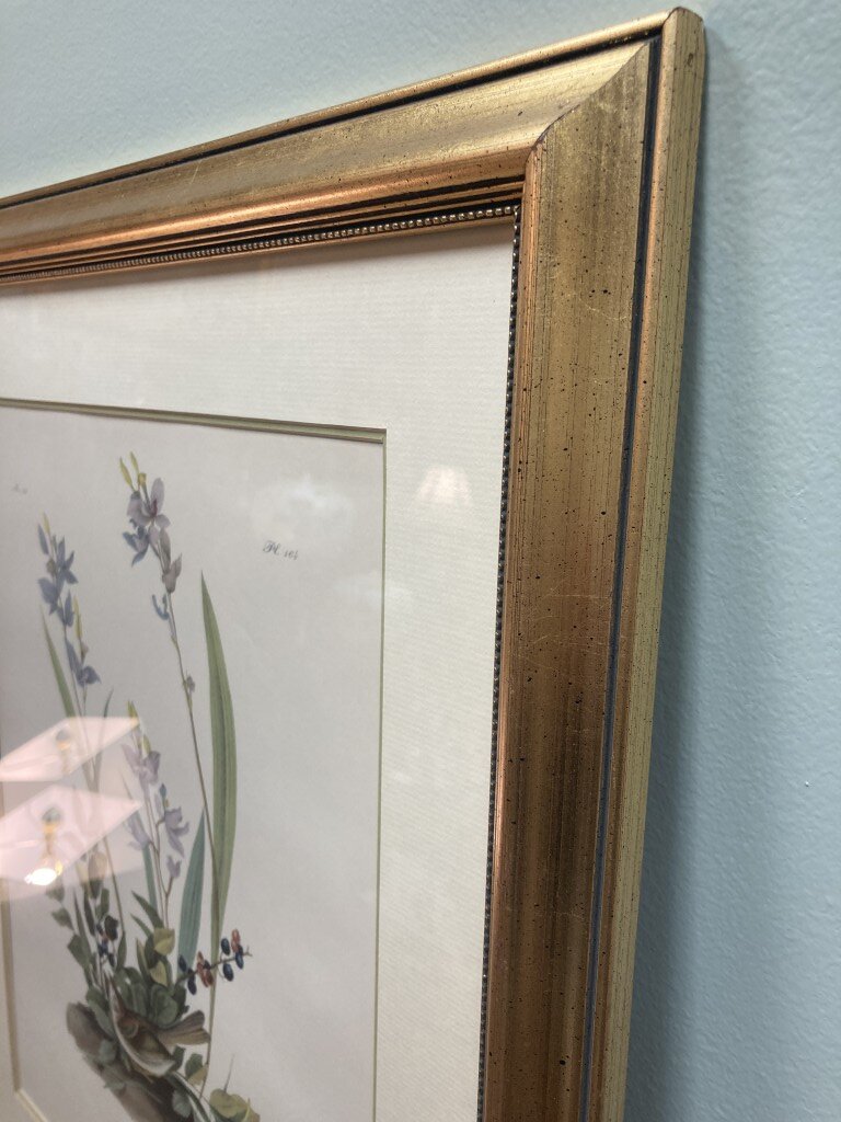 Audubon Hand Colored Lithograph of Field Bunting Audubon Hand Colored Lithograph of Field Bunting