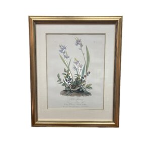 Audubon Hand Colored Lithograph of Field Bunting