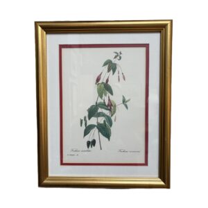 Nicely Framed Print of Fuschia