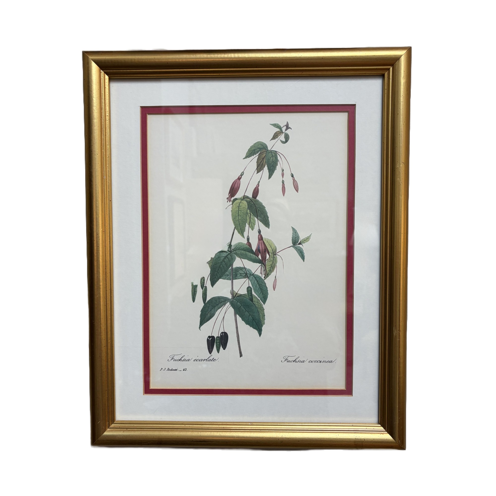 Nicely Framed Print of Fuschia Nicely Framed Print of Fuschia