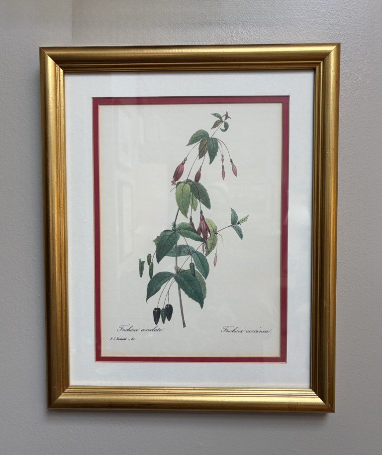 Nicely Framed Print of Fuschia Nicely Framed Print of Fuschia