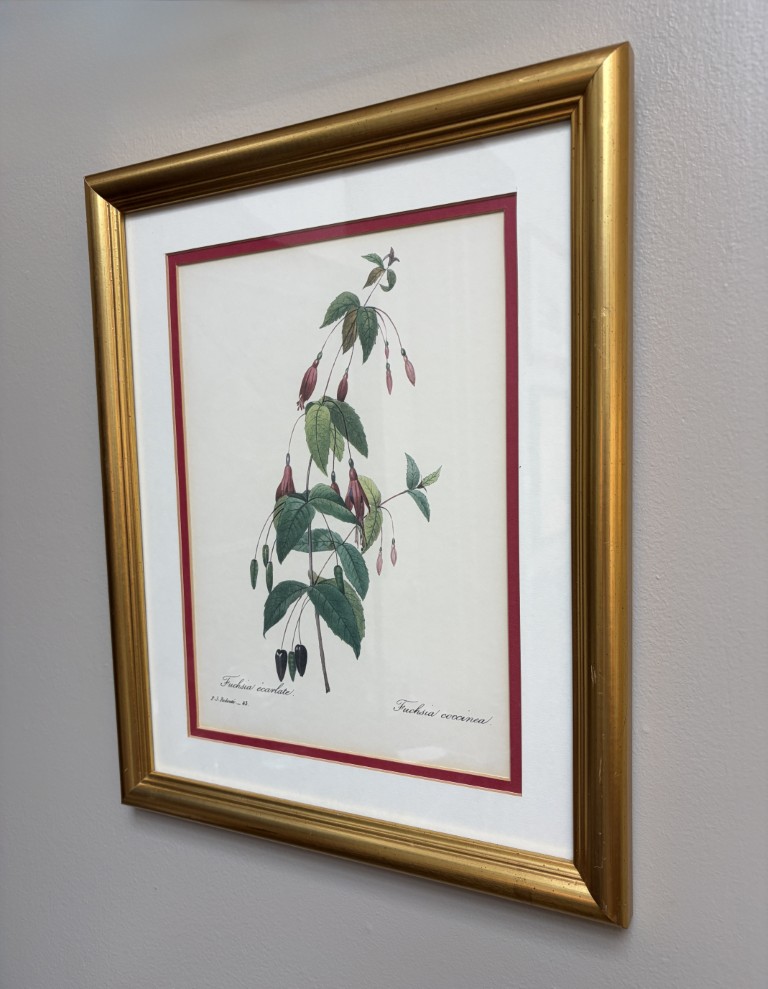 Nicely Framed Print of Fuschia Nicely Framed Print of Fuschia