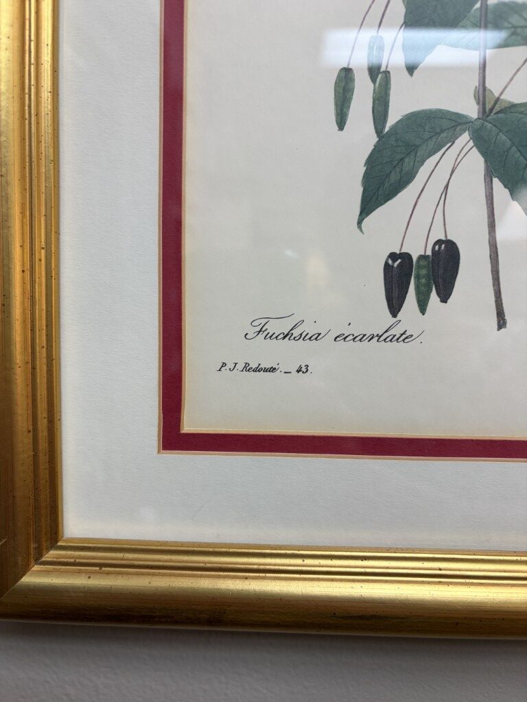 Nicely Framed Print of Fuschia Nicely Framed Print of Fuschia