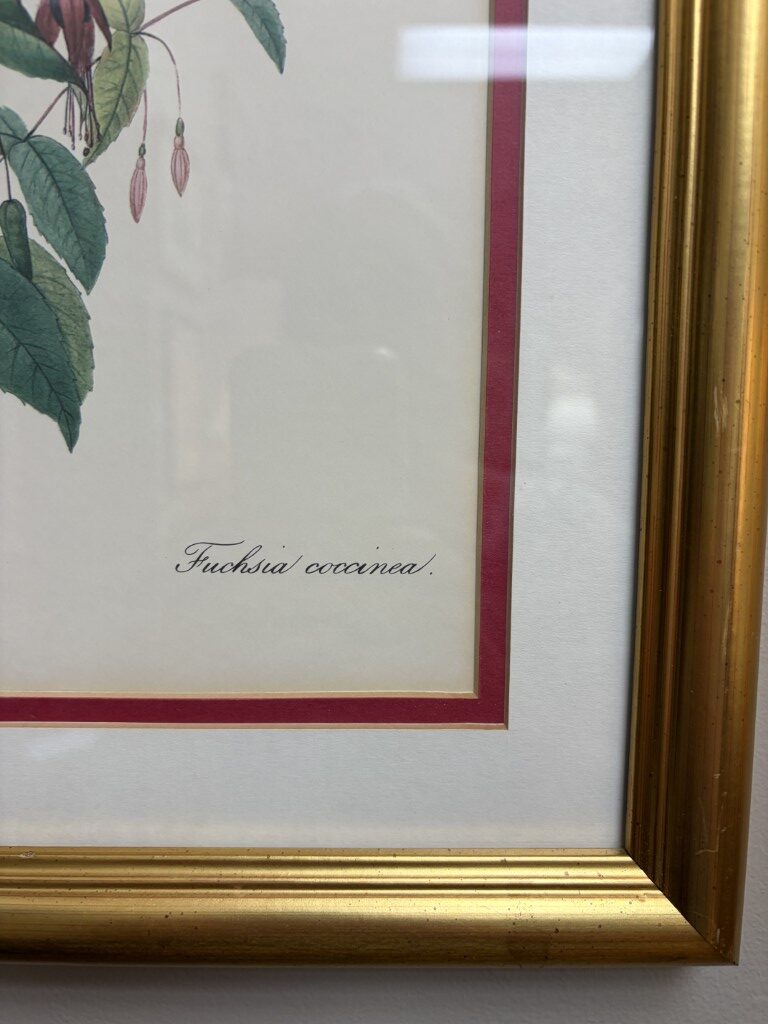 Nicely Framed Print of Fuschia Nicely Framed Print of Fuschia