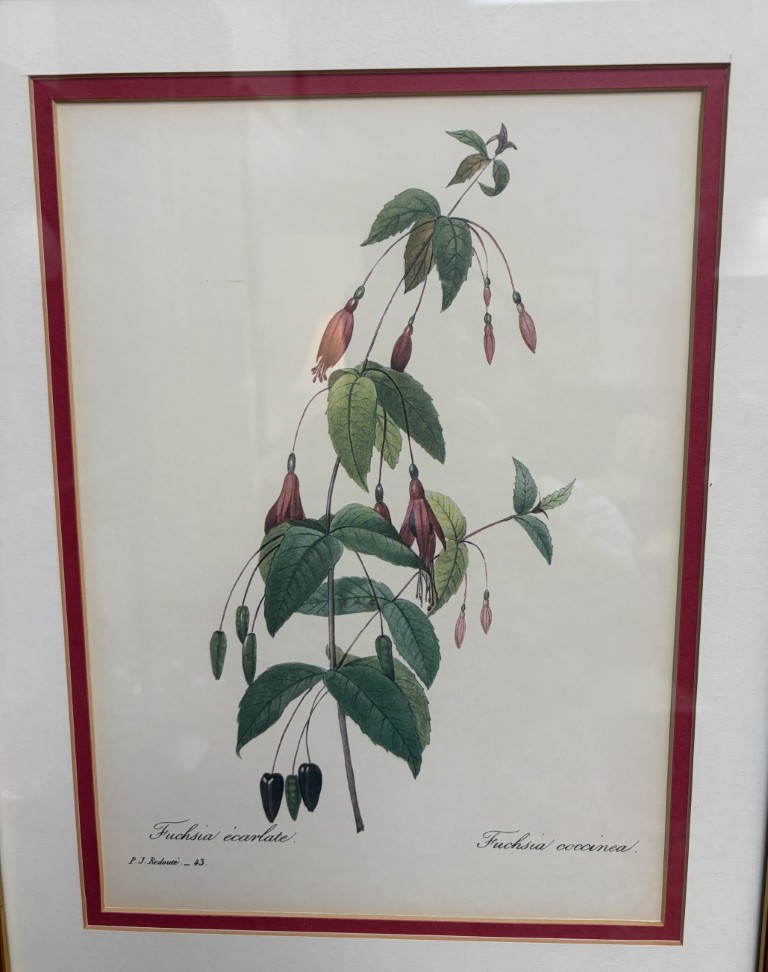 Nicely Framed Print of Fuschia Nicely Framed Print of Fuschia