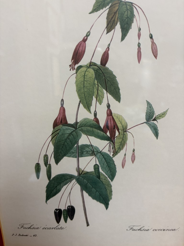 Nicely Framed Print of Fuschia Nicely Framed Print of Fuschia